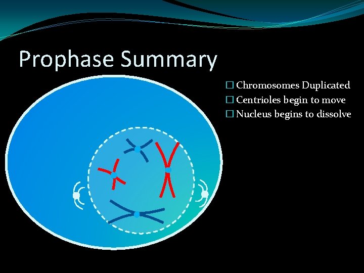 Prophase Summary � Chromosomes Duplicated � Centrioles begin to move � Nucleus begins to Prophase Summary � Chromosomes Duplicated � Centrioles begin to move � Nucleus begins to