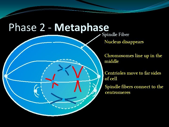 Phase 2 - Metaphase Spindle Fiber Nucleus disappears Chromosomes line up in the middle Phase 2 - Metaphase Spindle Fiber Nucleus disappears Chromosomes line up in the middle