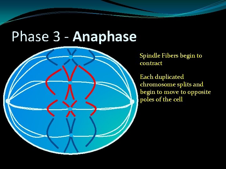 Phase 3 - Anaphase Spindle Fibers begin to contract Each duplicated chromosome splits and Phase 3 - Anaphase Spindle Fibers begin to contract Each duplicated chromosome splits and
