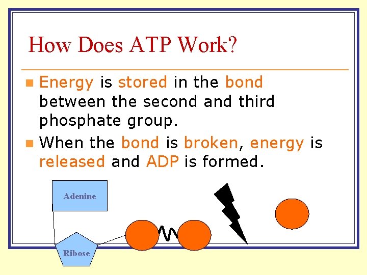 How Does ATP Work? Energy is stored in the bond between the second and