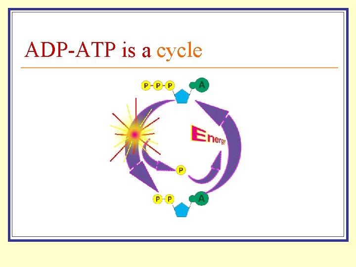 ADP-ATP is a cycle 