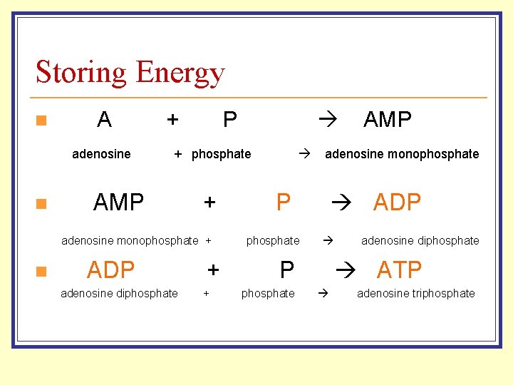 Storing Energy n A adenosine n + P + phosphate AMP + adenosine monophosphate