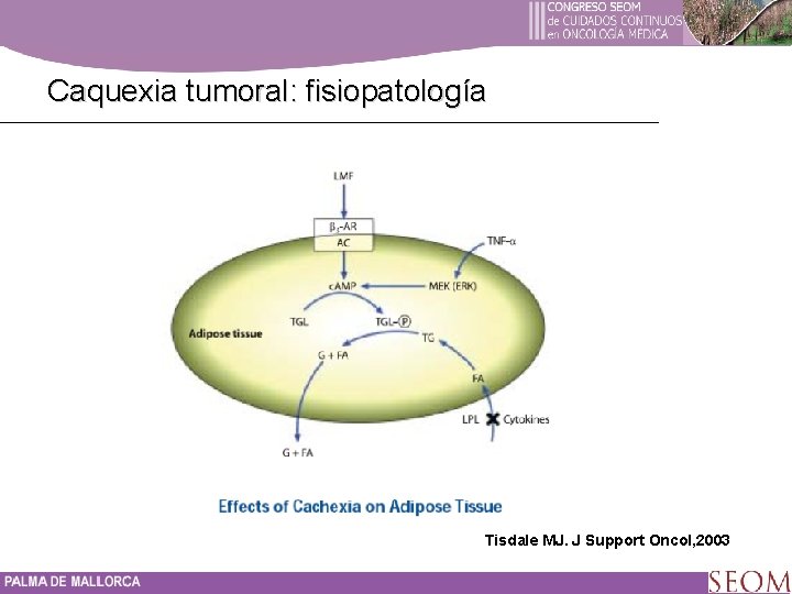 Caquexia tumoral: fisiopatología Tisdale MJ. J Support Oncol, 2003 