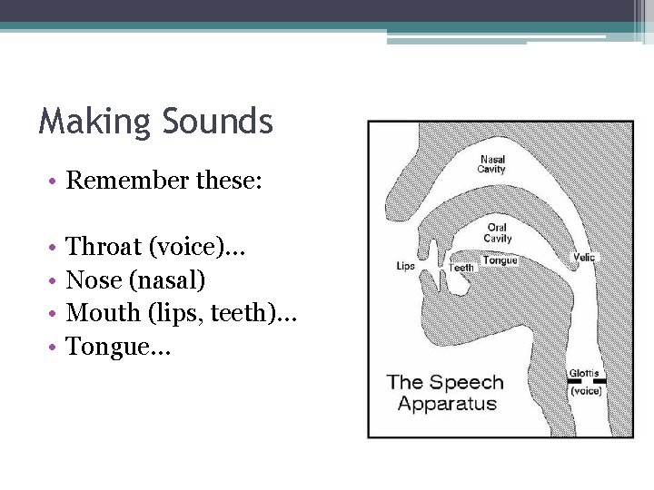 Making Sounds • Remember these: • • Throat (voice)… Nose (nasal) Mouth (lips, teeth)…