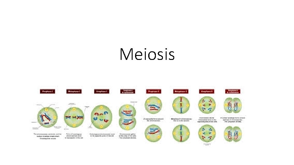 Meiosis 