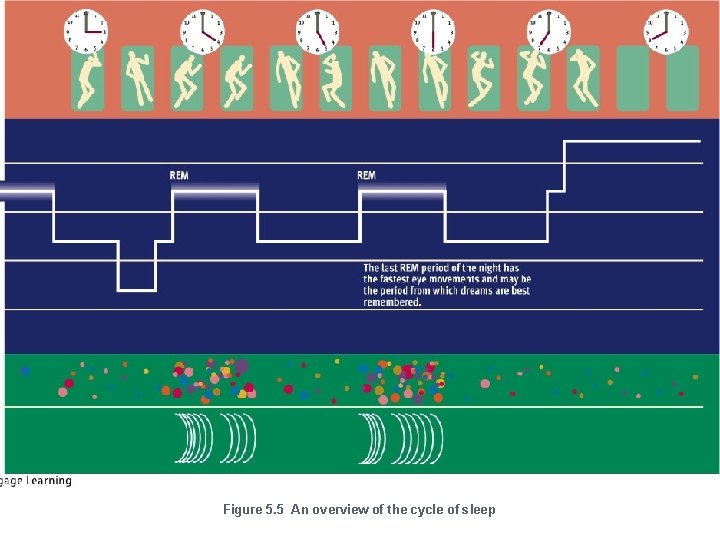 Figure 5. 5 An overview of the cycle of sleep 