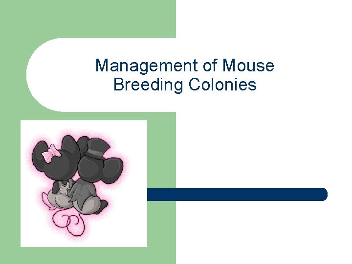 Management of Mouse Breeding Colonies 