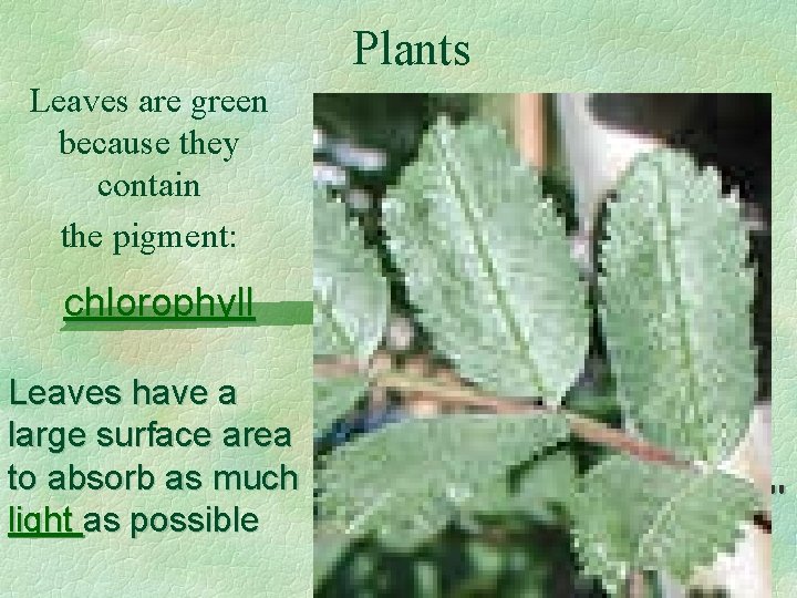 Plants Leaves are green because they contain the pigment: chlorophyll Leaves have a large