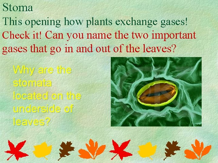 Stoma This opening how plants exchange gases! Check it! Can you name the two