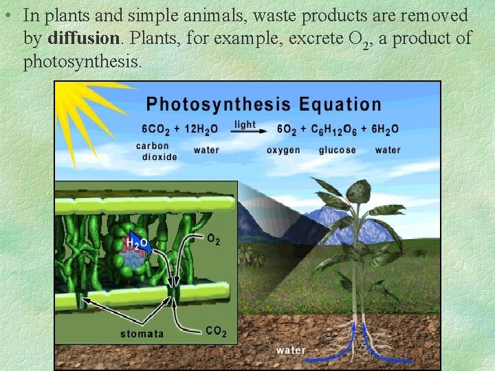  • In plants and simple animals, waste products are removed by diffusion. Plants,