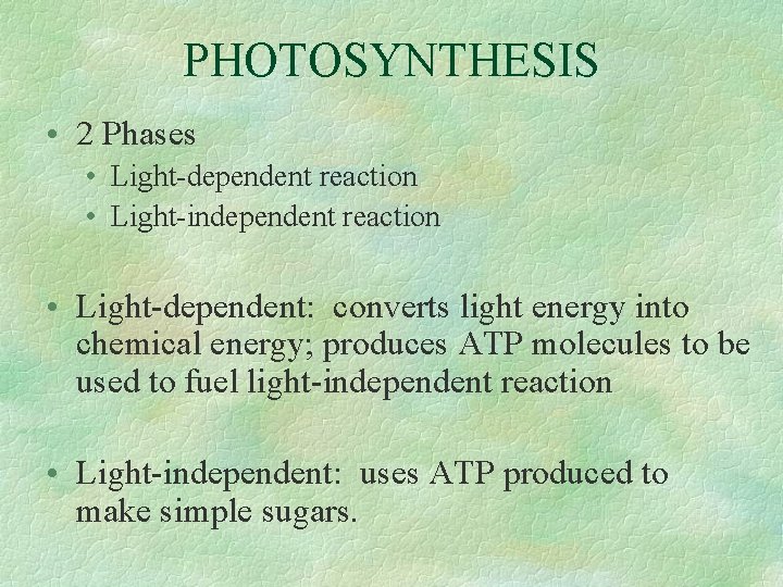 PHOTOSYNTHESIS • 2 Phases • Light-dependent reaction • Light-independent reaction • Light-dependent: converts light
