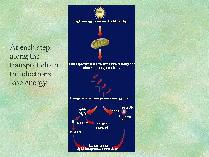 Sun Light energy transfers to chlorophyll. • At each step along the transport chain,