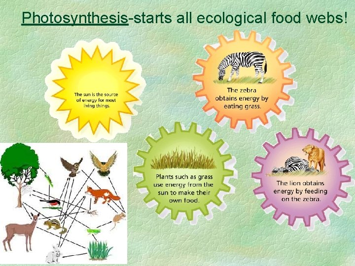 Photosynthesis-starts all ecological food webs! 