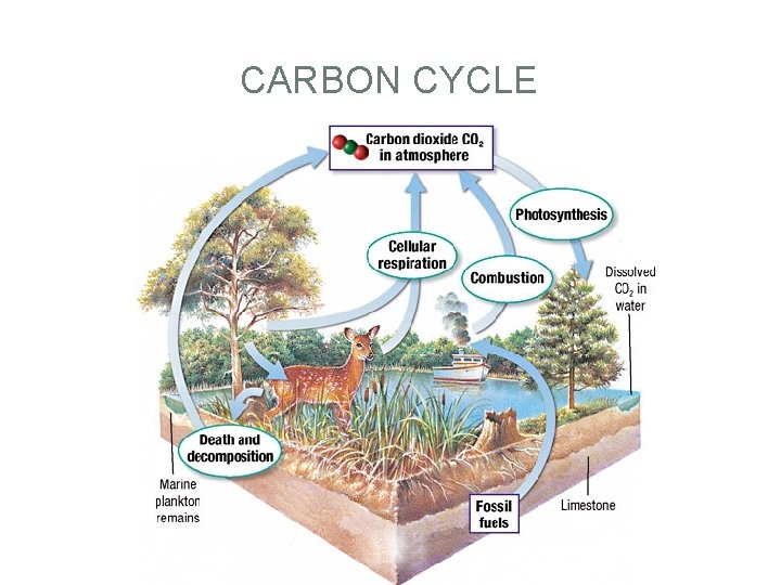 HOW DO TREES GROW https www youtube comwatch