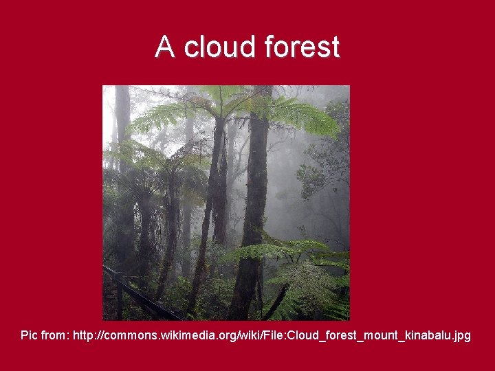 A cloud forest Pic from: http: //commons. wikimedia. org/wiki/File: Cloud_forest_mount_kinabalu. jpg 