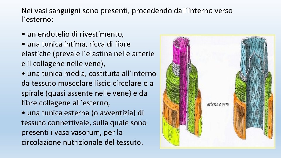 Nei vasi sanguigni sono presenti, procedendo dall´interno verso l´esterno: • un endotelio di rivestimento,