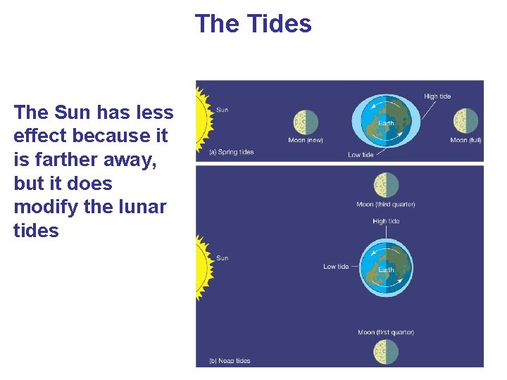 The Tides The Sun has less effect because it is farther away, but it