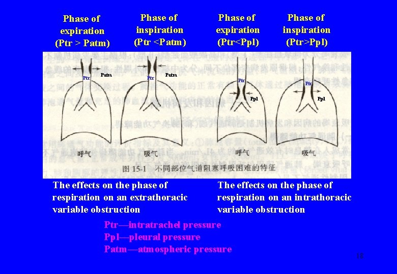 Phase of expiration (Ptr > Patm) Ptr Patm Phase of inspiration (Ptr <Patm) Ptr