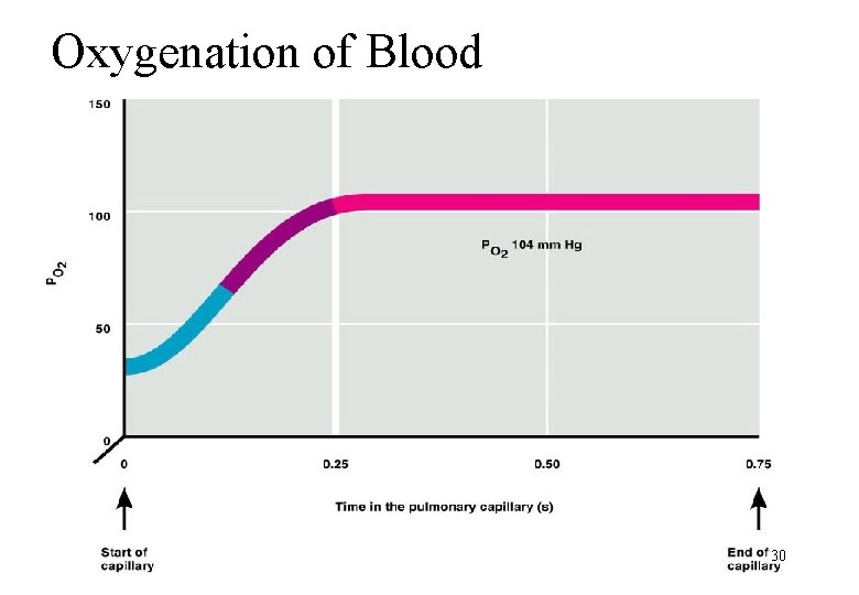 Oxygenation of Blood 30 