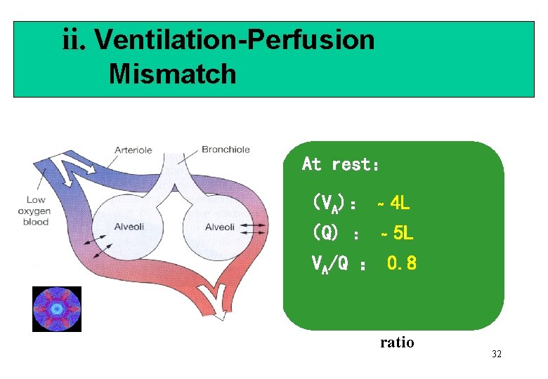 ii. Ventilation-Perfusion Mismatch At rest： （VA)： ~ 4 L （Q) ： ~ 5 L