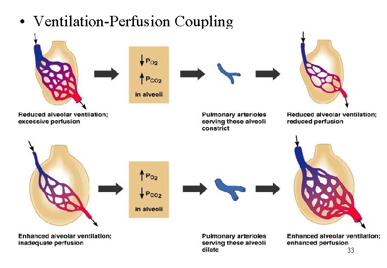  • Ventilation-Perfusion Coupling 33 