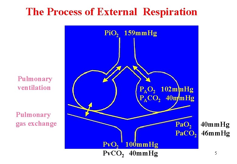 The Process of External Respiration Pi. O 2 159 mm. Hg Pulmonary ventilation PAO