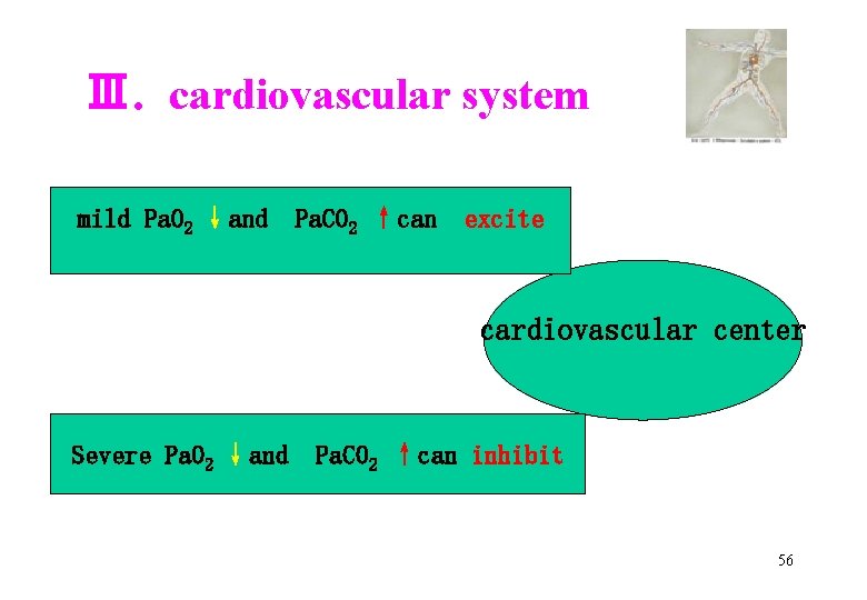 Ⅲ. cardiovascular system mild Pa. O 2 ↓and Pa. CO 2 ↑can excite cardiovascular