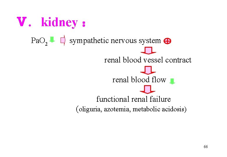 Ⅴ. kidney ： Pa. O 2 sympathetic nervous system renal blood vessel contract renal