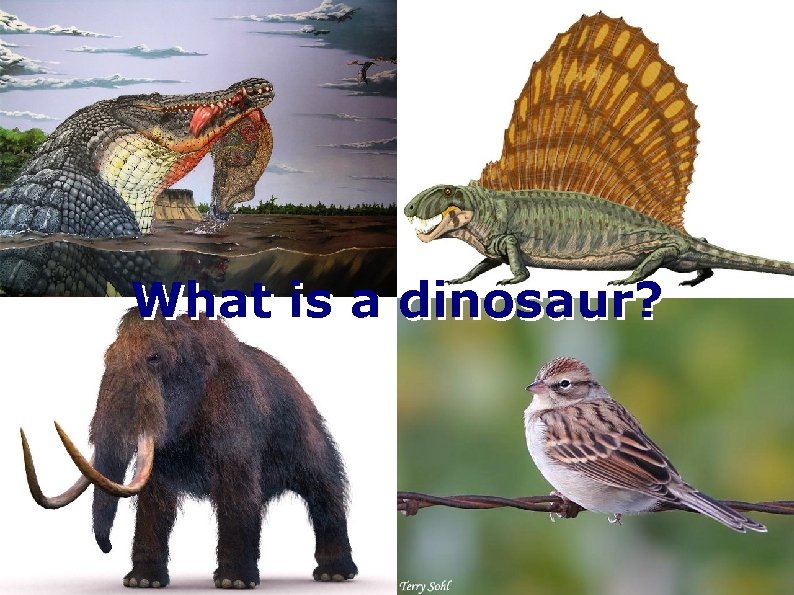 What is a dinosaur? 