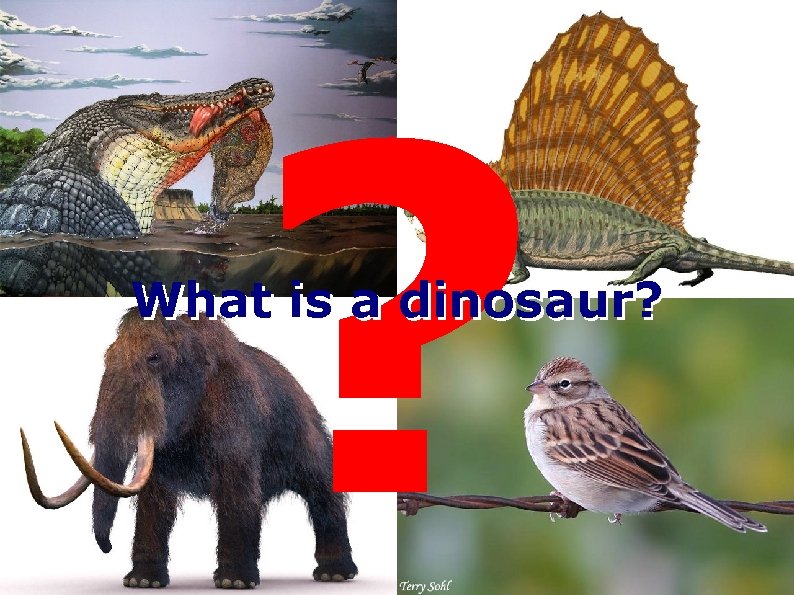 ? What is a dinosaur? 
