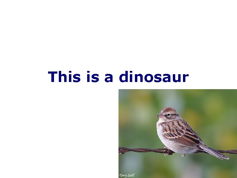 This is a dinosaur 