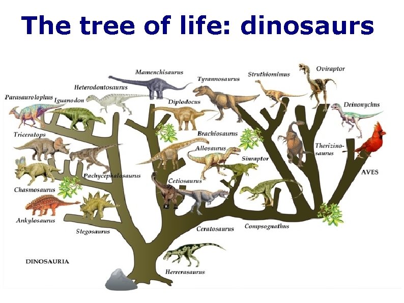 The tree of life: dinosaurs 