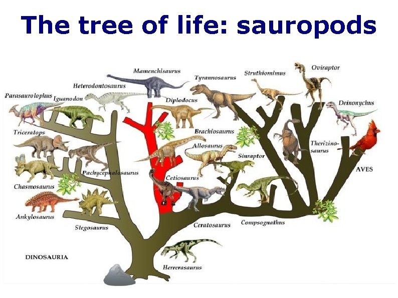 The tree of life: sauropods 