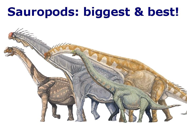 Sauropods: biggest & best! 
