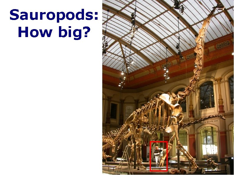 Sauropods: How big? 