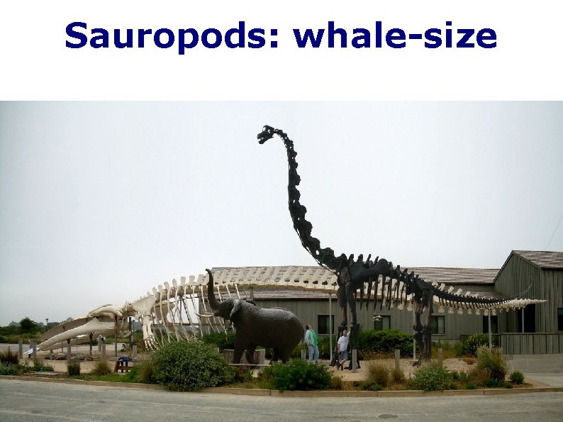 Sauropods: whale-size 