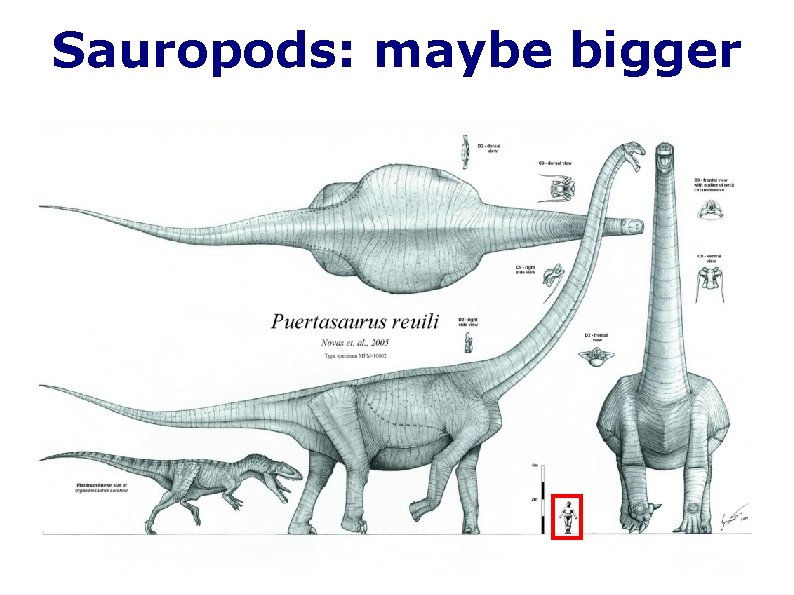Sauropods: maybe bigger 