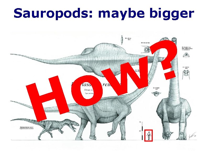 Sauropods: maybe bigger o H ? w 