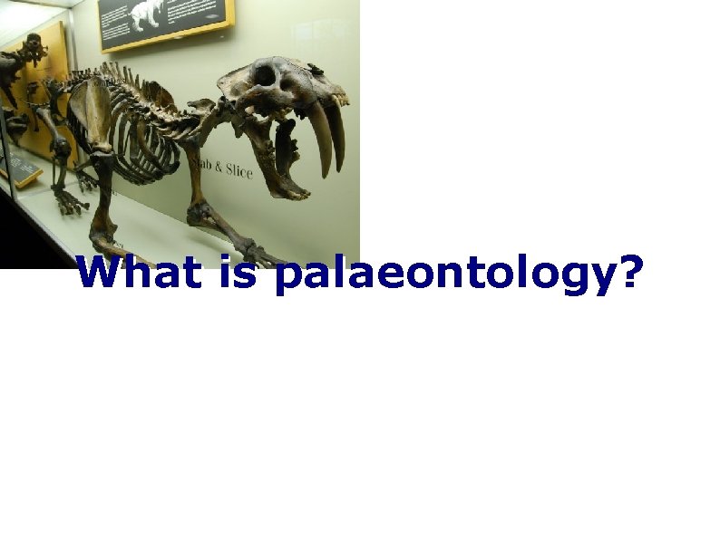 What is palaeontology? 