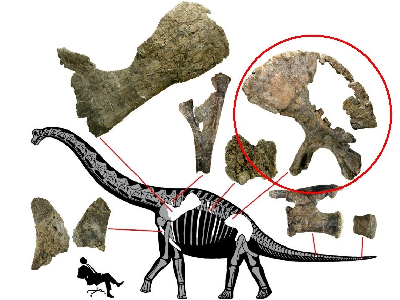 Usually not many bones 