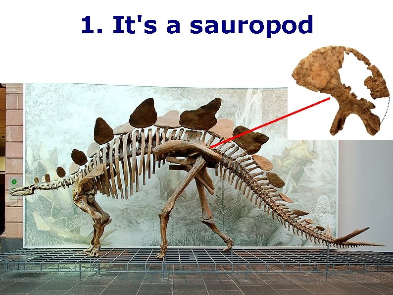 1. It's a sauropod 