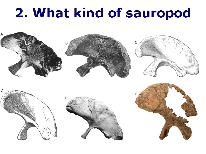 2. What kind of sauropod 