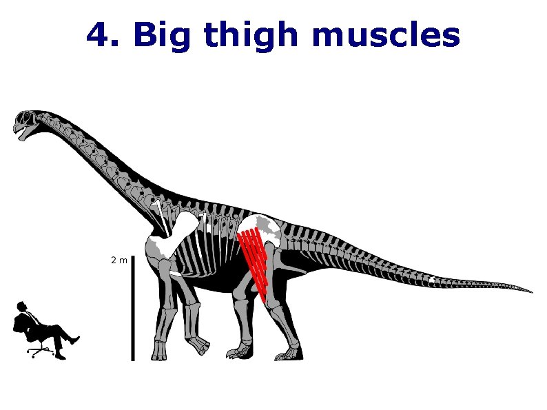 4. Big thigh muscles 