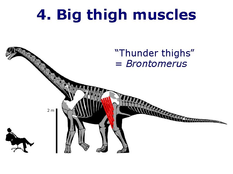 4. Big thigh muscles “Thunder thighs” = Brontomerus 