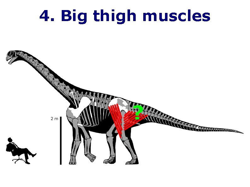 4. Big thigh muscles ? 