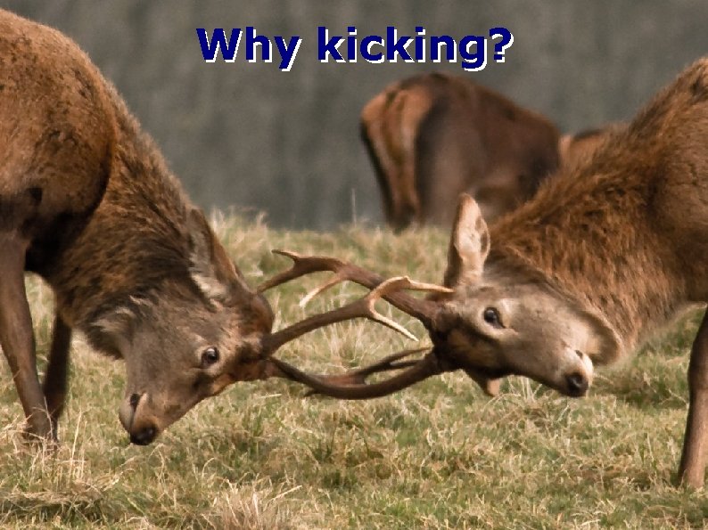 Why kicking? 
