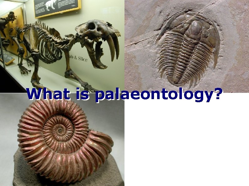 What is palaeontology? 