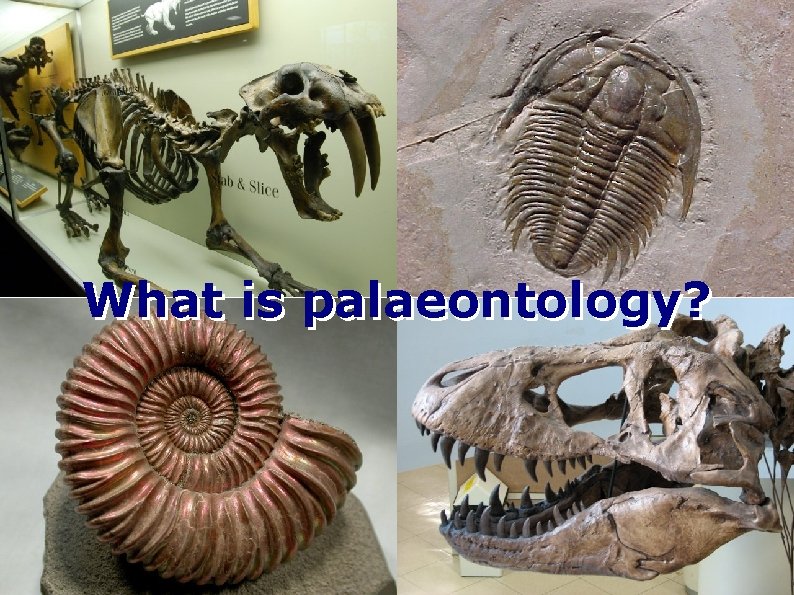 What is palaeontology? 