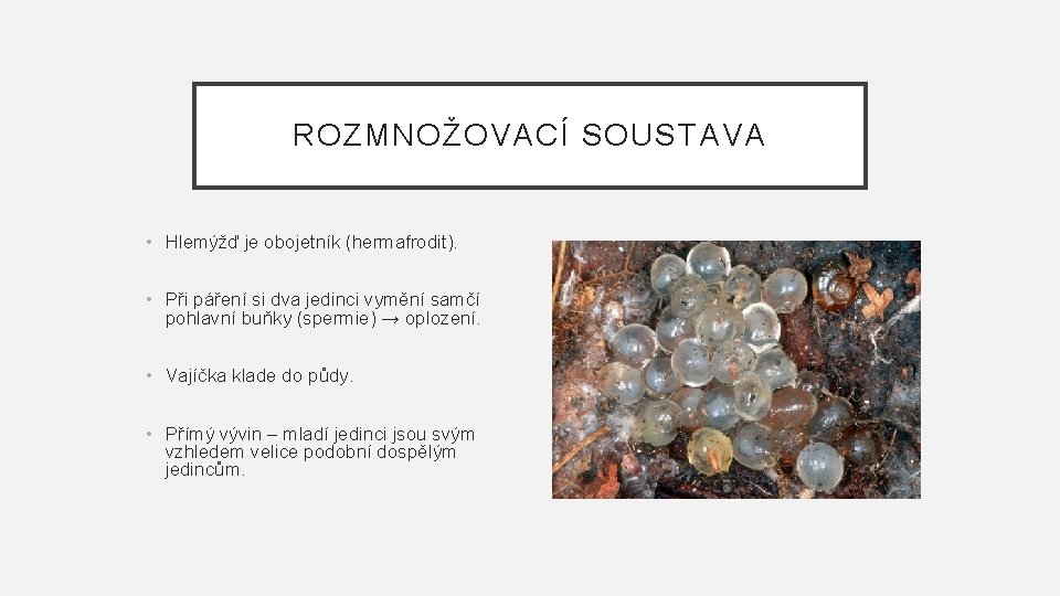 ROZMNOŽOVACÍ SOUSTAVA • Hlemýžď je obojetník (hermafrodit). • Při páření si dva jedinci vymění