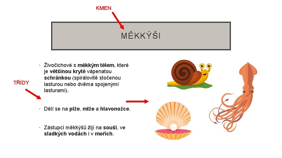 KMEN MĚKKÝŠI TŘÍDY • Živočichové s měkkým tělem, které je většinou kryté vápenatou schránkou